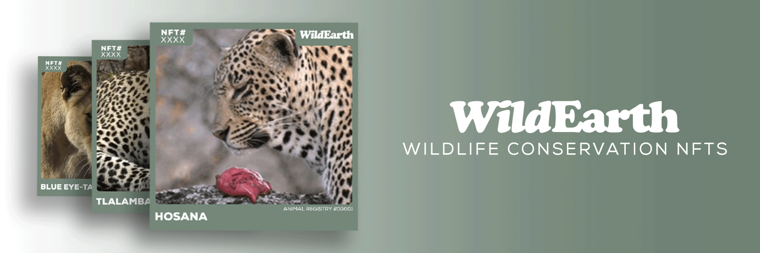 WildEarth TV Channel Announces NFT Collection For Wildlife Conservation